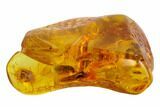 mm Fossil Termite (Isoptera) In Baltic Amber #120672-1